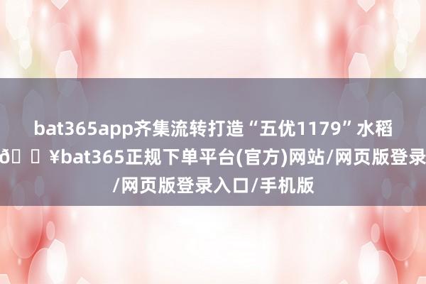 bat365app齐集流转打造“五优1179”水稻连片训导区-🔥bat365正规下单平台(官方)网站/网页版登录入口/手机版